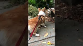 Corgi Doesn't Care for Halloween Decoration || ViralHog