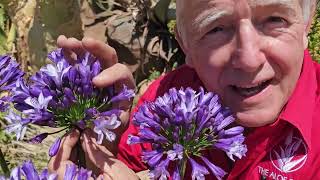 New Agapanthus Midnight Moon