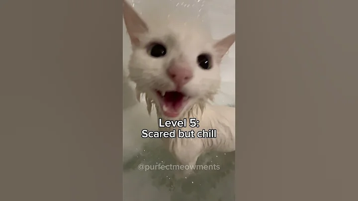 Cats, but they love water more!😹