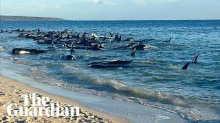 160 pilot whales stranded and 26 confirmed dead in Western Australia