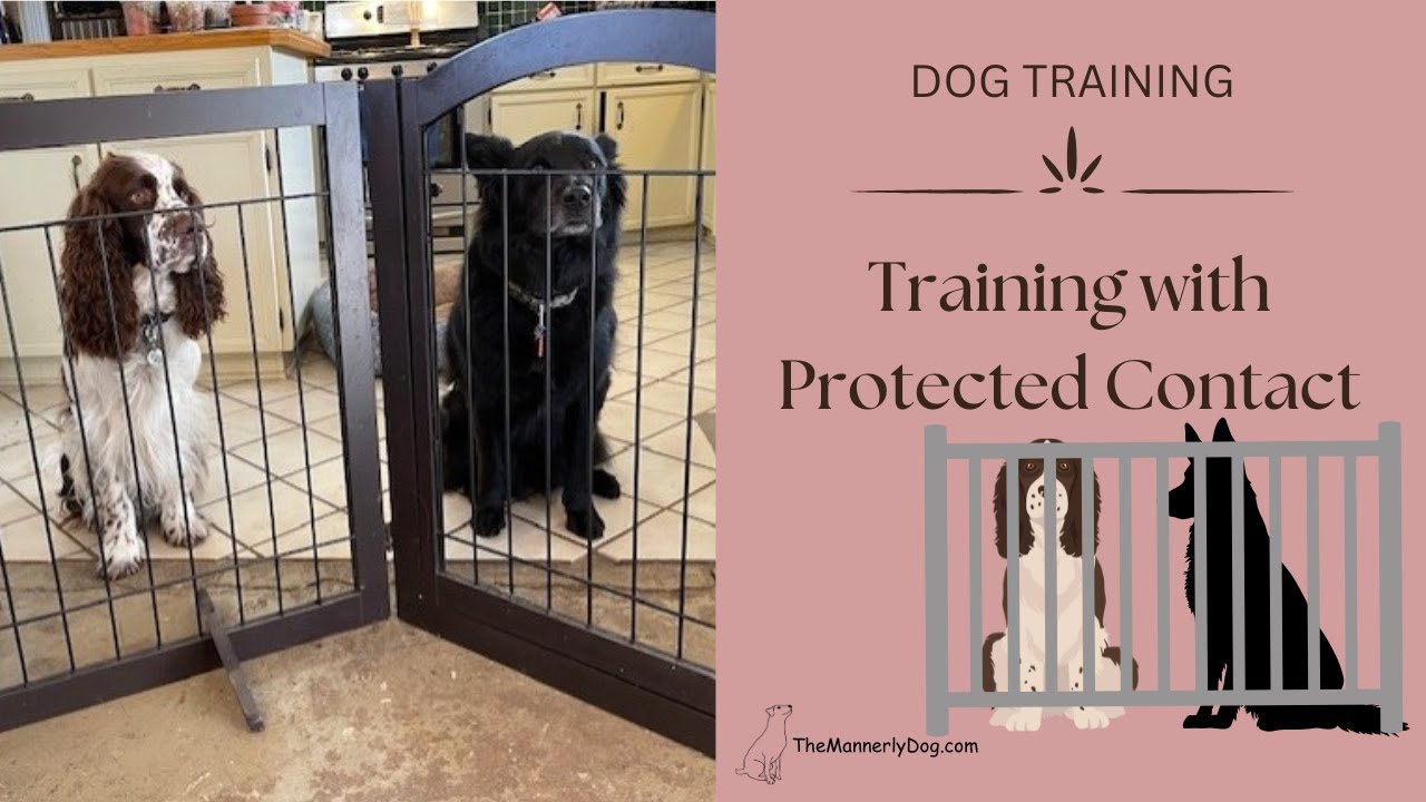 Protected Contact Dog Training: Training with Protected Contact - YouTube
