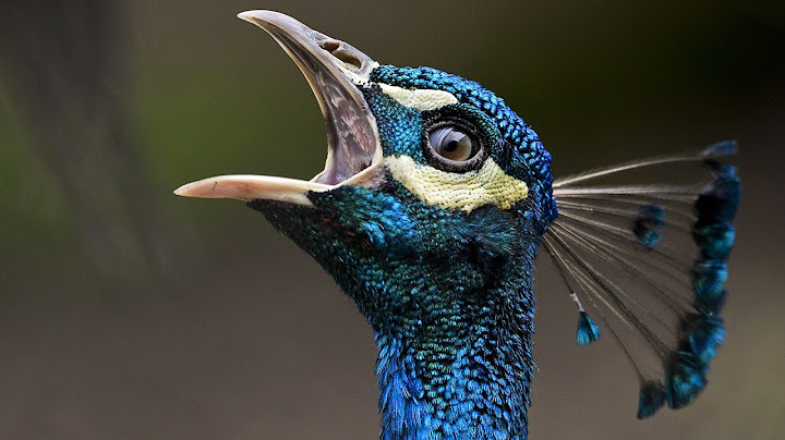 Qué Pasa con los Pavos Reales