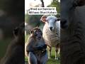 Bandar aur Bhed ki Dosti🐏#trending #viral #ai #bandar #shorts #shortvideo #youtube #youtubeshorts