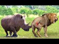 Earthquake in Africa! Stubborn Old Lion Hunts The Rhinoceros and The End Makes It Cry