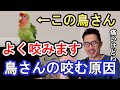 【インコ・オウム】咬むのが痛いのでくちばしをカットして欲しい！について