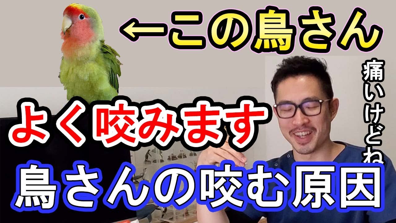 【インコ・オウム】咬むのが痛いのでくちばしをカットして欲しい！について