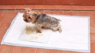 Cómo enseñar a un perro a hacer sus necesidades en un empapador