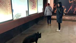 Абхазия. Музей истории Пицунды. Пес на экскурсии.