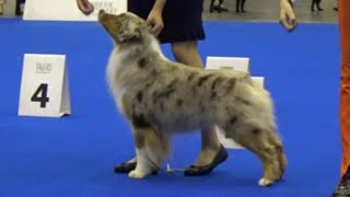 Miniature American Shepherd World dog show 2023 by JOEL COOLDOGS 390 views 8 months ago 1 hour, 4 minutes