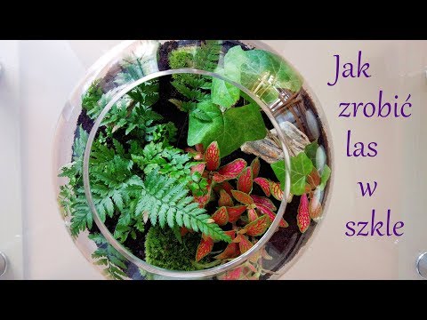 Wideo: Jak Stworzyć Kompozycję Liściastą W Florarium