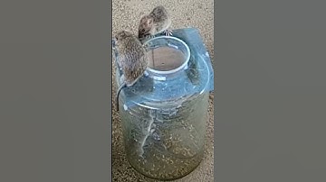 Smart Creative Idea /Bottle Glass Mouse Trap | DIY Homemade Part 01