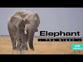 Elephant - The Giant