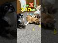 19歳お爺ちゃんチワワスイカを食べるよ【うちのわんこ】 #shorts #うちのわんこ #チワワ #老犬
