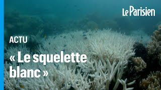 Changement climatique : la Grande Barrière de Corail subit un épisode massif de « blanchissement »