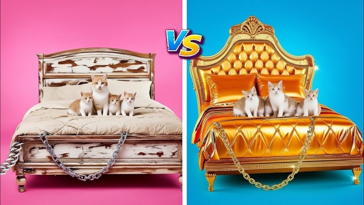 Cat Family's Ultimate Bed Battle! 😺💰