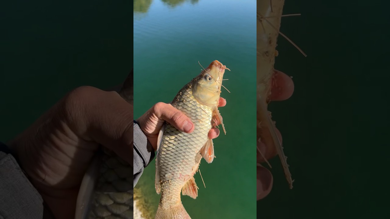 Catching Carp at Apollo Park in Lancaster, CA 🌽🎣 