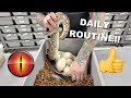 Daily routine at mutation creation  breeding ball pythons 