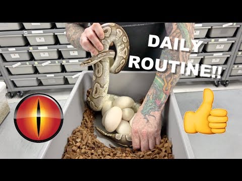 reptile incubator australia Daily Routine At Mutation Creation !! Breeding Ball Pythons !!