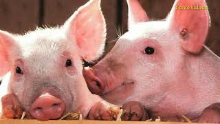 Download Lagu Viral! Ngakak parodi Hewan Entah apa yang merasukimu..Bikin Baper😊 MP3