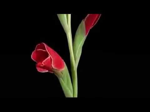 good morning from kolkata on new year 2017 youtube