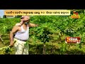 Nandighosha business         papaya farming farmers success story