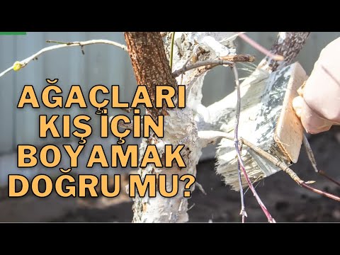 Ağaçları SOĞUKTAN korumak için BOYAMALI mı? ağaçlara kireç vurulması #bahçecilik  ağaç bakımı