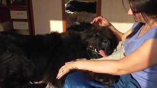 Newfoundland dog Reina loves to cuddle in my bed