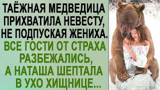 Таёжная медведица лежала около невесты, не подпуская к ней жениха. Все гости разбежались...