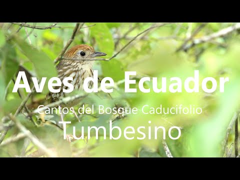 Aves de Ecuador - Bosque Caducifolio Tumbesino. Birds of Southwest Ecuador - Tumbes Deciduous Forest