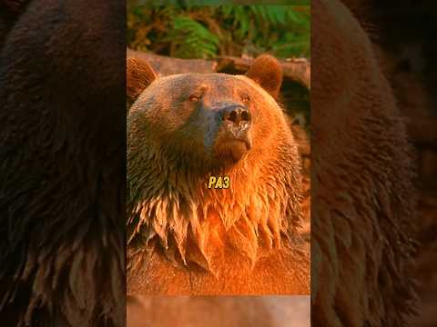 Медведь не умеет дышать под водой Название: Доктор Дулиттел 2 #фильм #сериал #моменты