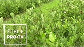 Patru Idei De Afaceri In 2021 Ce Afaceri Au Succes La Tara Youtube