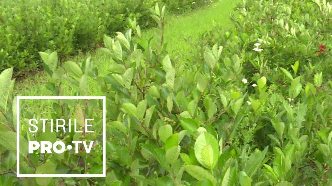 ”Super-planta” cu care fermierii români au dat lovitura. Profituri tot mai mari