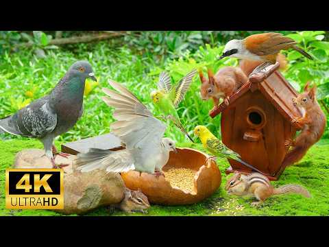 Cat TV for Cats to Watch 😺 Pretty Birds Chipmunks Squirrels 🐿 8 Hours 4K HDR 60FPS