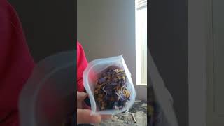 Download Lagu Blue lotus 🚬 smoke is great for depression and anxiety MP3 Download Lagu Blue lotus 🚬 smoke is great for depression and anxiety MP3