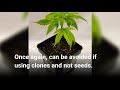 How Long Does it take to grow weed Video? Marijuana growth plant stages. How long to grow marijuana?