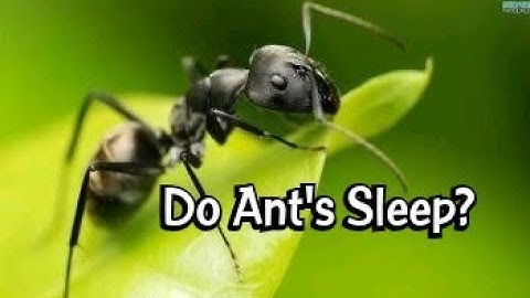 Do Ant