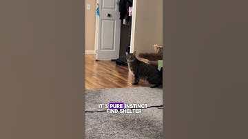 How Cats React to Thunderstorms ⛈️🐾