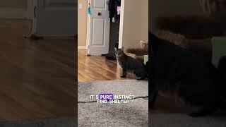 Как кошки реагируют на грозы ⛈️🐾