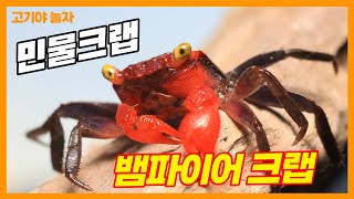 민물게 뱀파이어 크랩 -고기야놀자~서진열대어 Vampire crab Introduction Video-Seojin aquarium