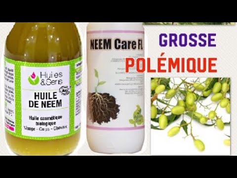 Vidéo: L'huile de Neem est-elle sans danger pour les coccinelles - Utilisation de l'huile de Neem en présence de coccinelles