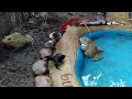 Warning live feeding!!! two bullfrog eating two baby chickens