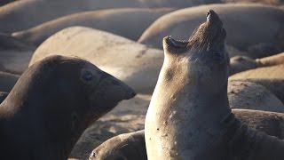 Into the Deep with Elephant Seals (updated) - KQED QUEST by KQED QUEST 6,672 views 8 years ago 8 minutes, 36 seconds