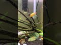 Lively 11 month old 37 Gallon Planted Tank