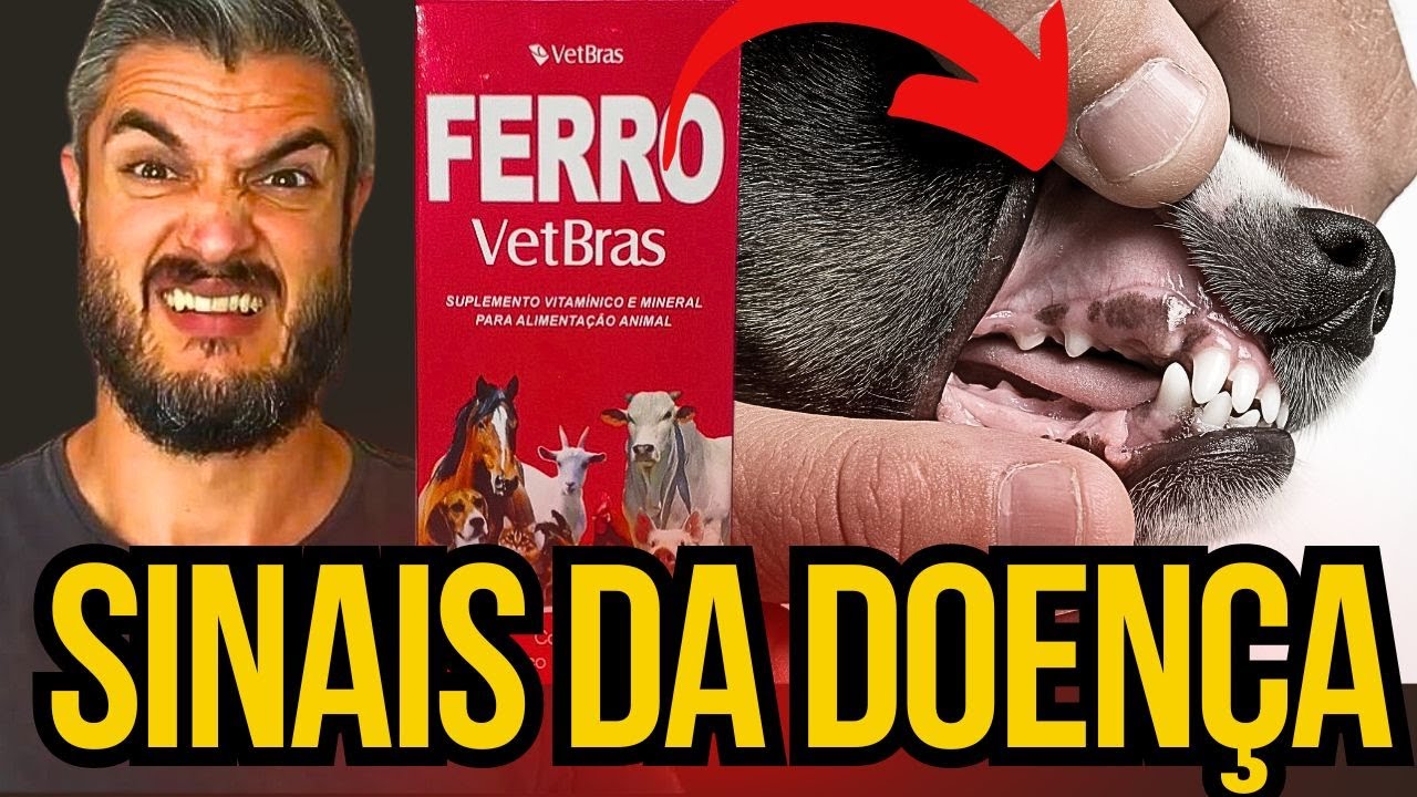 TRATAMENTO DA DOENÇA DO CARRAPATO EM CÃES COMO CURAR CACHORRO COM ...