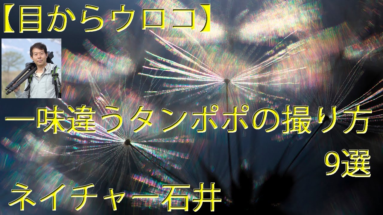 【目からウロコ】一味違うタンポポの撮り方！