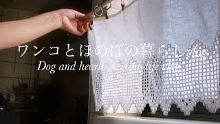 【暮らしvlog】レモネードとバターカップケーキ/カフェカーテン仕上がりました/千日紅をドライフラワーに/仲良しワンコたち