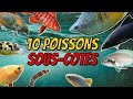 10 poissons souscotes en aquarium deau douce    ani mood 