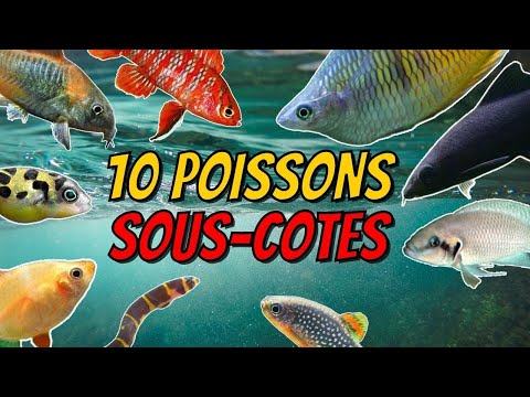 Vidéo: Types de poissons d'aquarium tropicaux d'eau douce