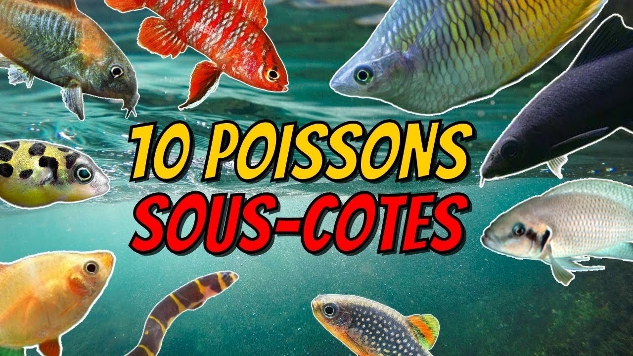 10 POISSONS SOUS-COTES EN AQUARIUM D'EAU DOUCE ! 🐠 [ ANI' MOOD ] 