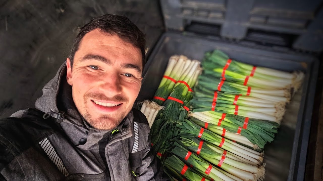 Arrachage et conditionnement de poireaux, des ennuis et un petit coup de gueule
